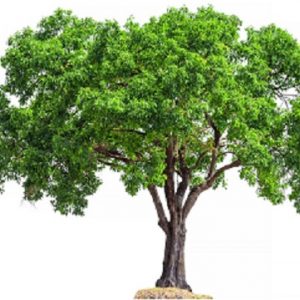 tree-against-white-background-887508916-5c0f078ac9e77c0001c1bf28