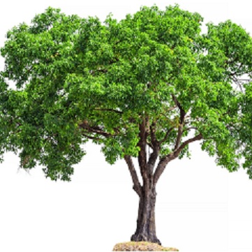 tree-against-white-background-887508916-5c0f078ac9e77c0001c1bf28
